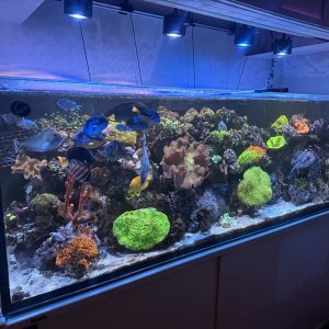 Saltwater Rookies Consultation