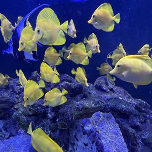 Yellow Tangs