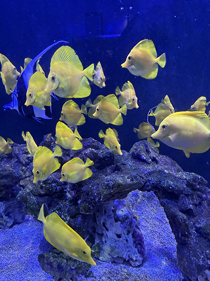Yellow Tangs